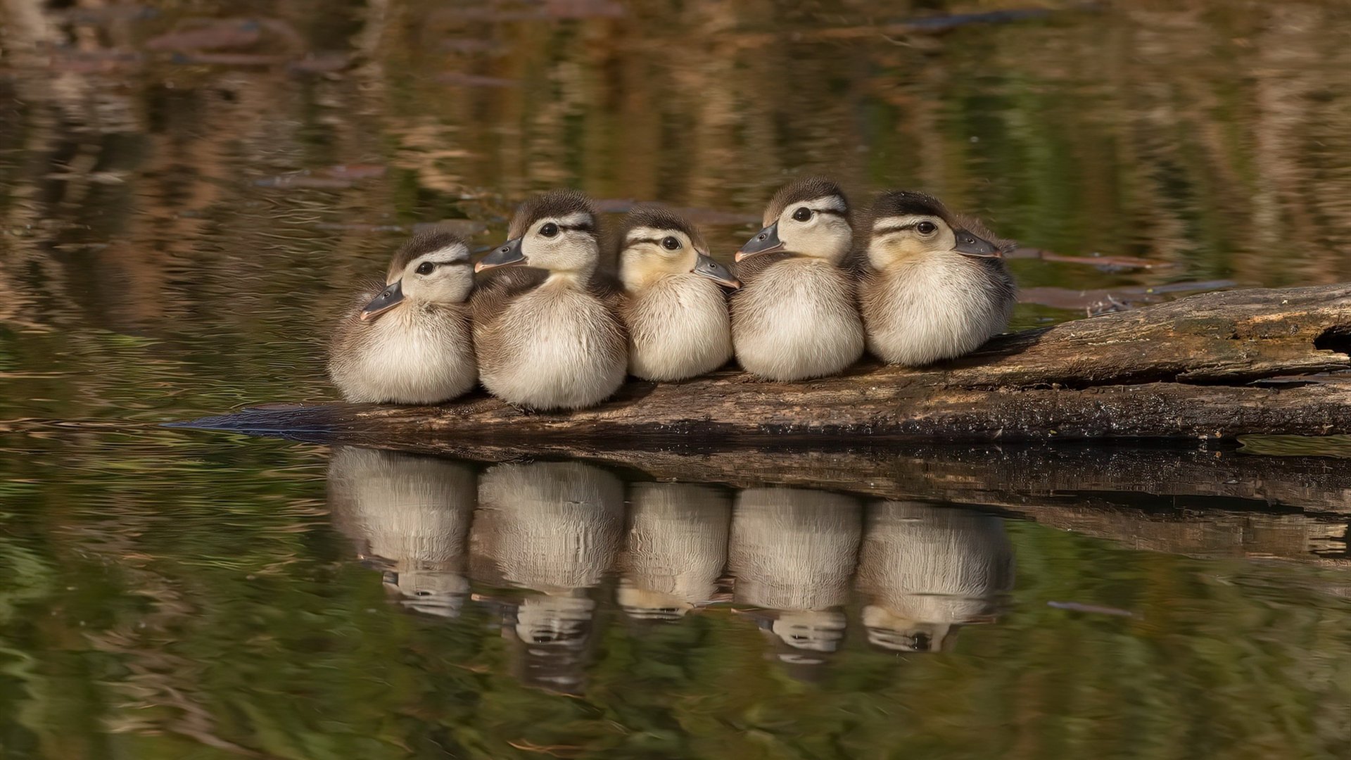 德罗赞,失败的绝笔,雷霆,革命的序章