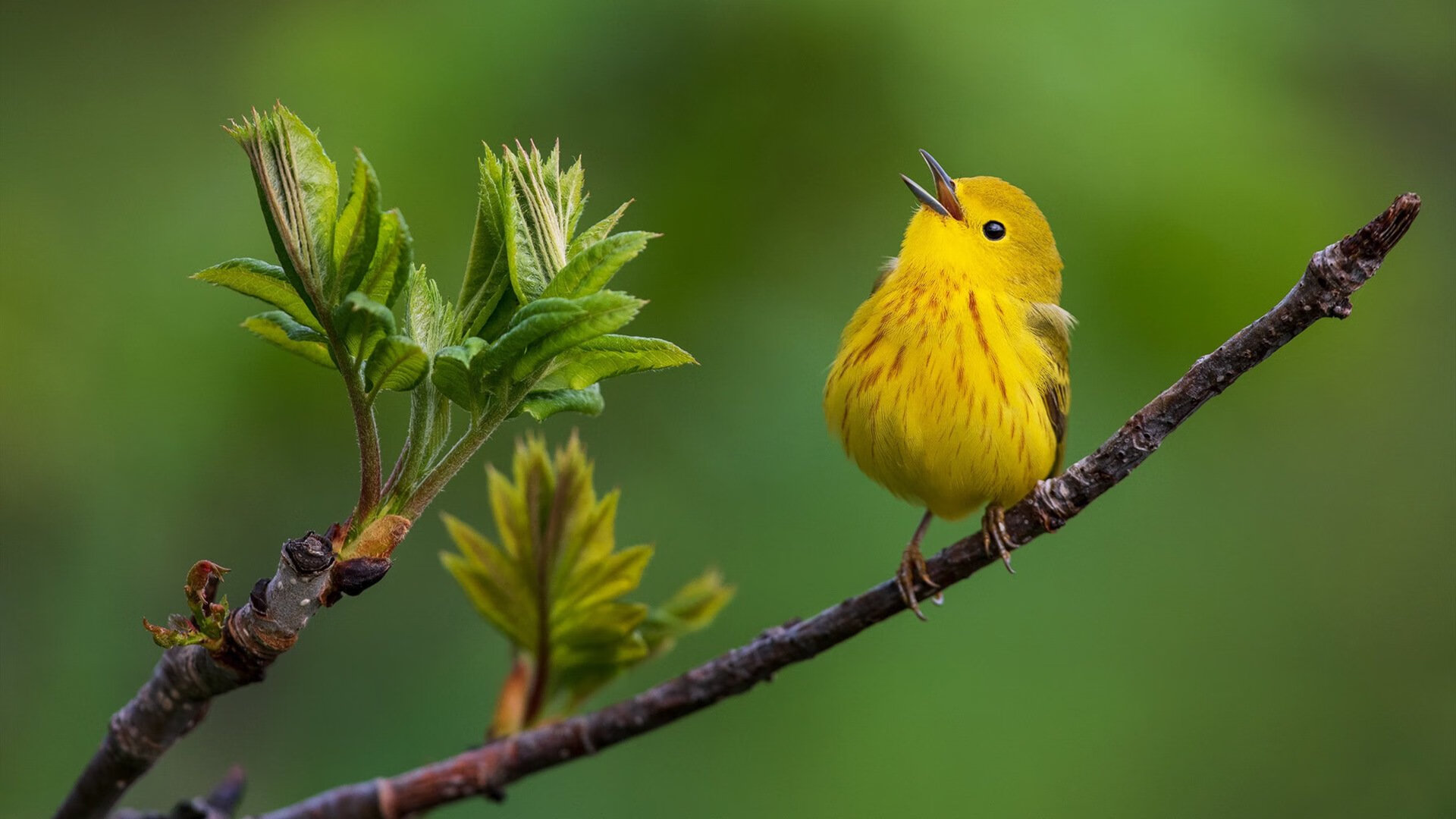 剑锋所指皆星河，英格拉姆稳定输出击穿爵士，老鹰攻防双核驱动奏凯歌