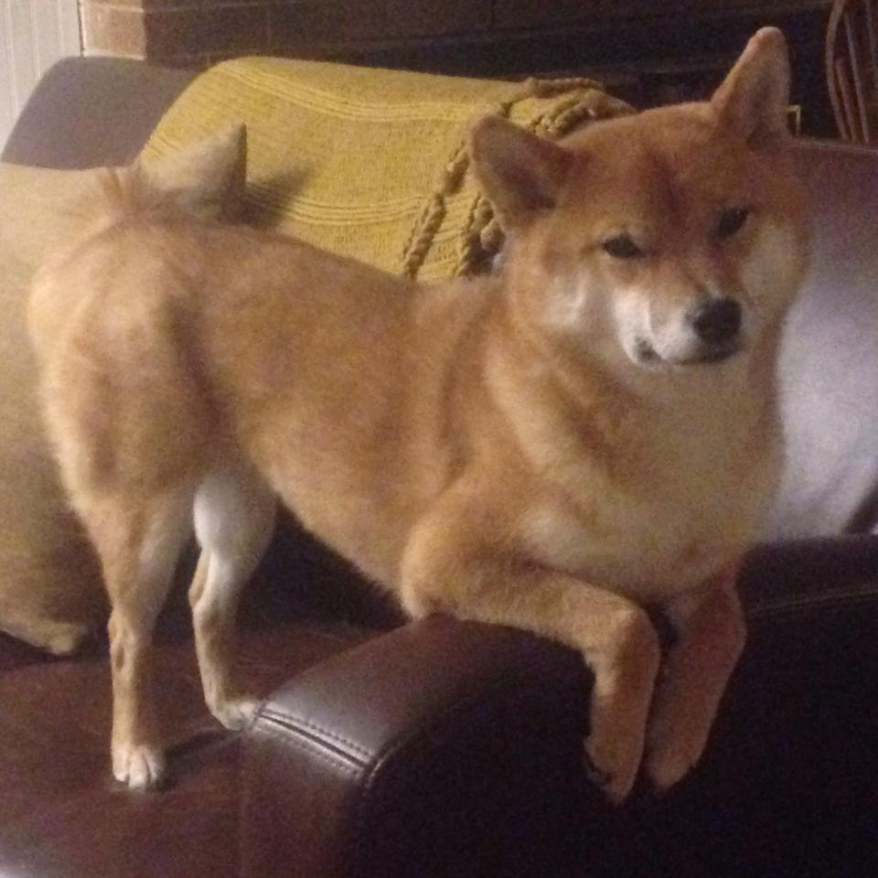 剑锋所指皆星河，英格拉姆稳定输出击穿爵士，老鹰攻防双核驱动奏凯歌