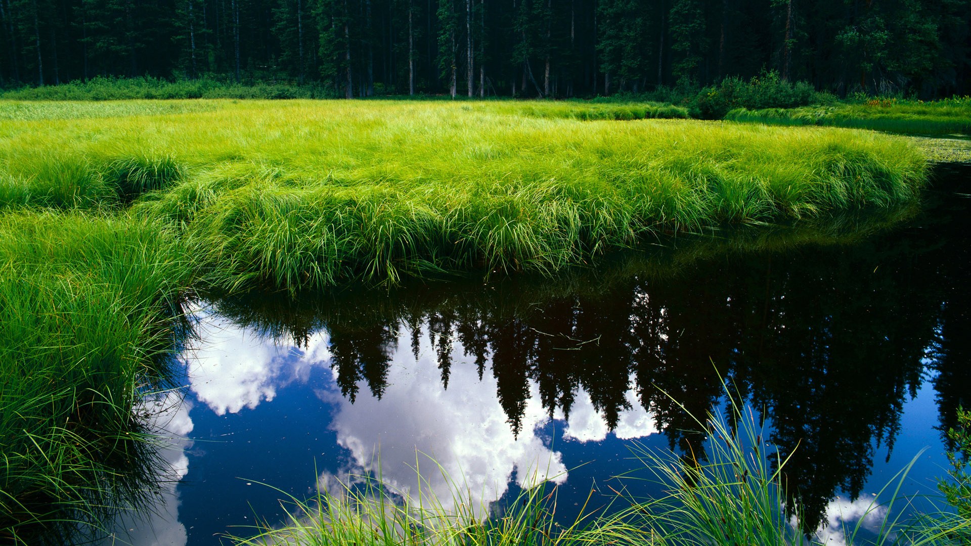 欧冠赛场惊现国家德比，绿茵误入者阿尔及利亚，如何将墨西哥踢出局？
