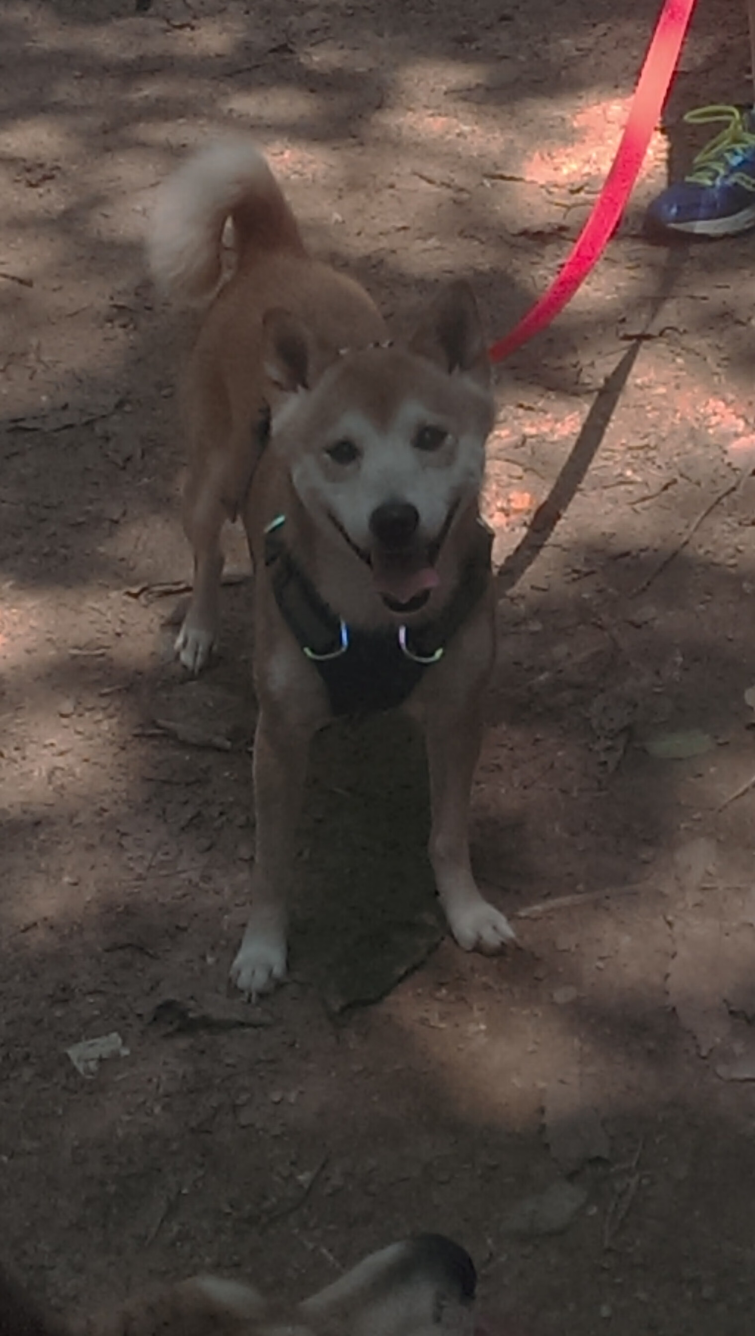 长剑出鞘，跨海奔袭，瑞士军刀出鞘，马丁内利末节绝唱亚平宁