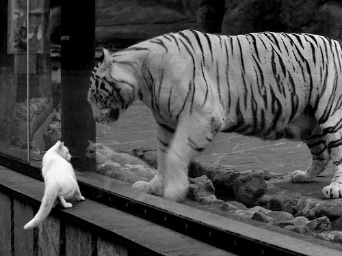 从冠军拼图到底特律心脏，范弗利特在嘘声中的正名之战