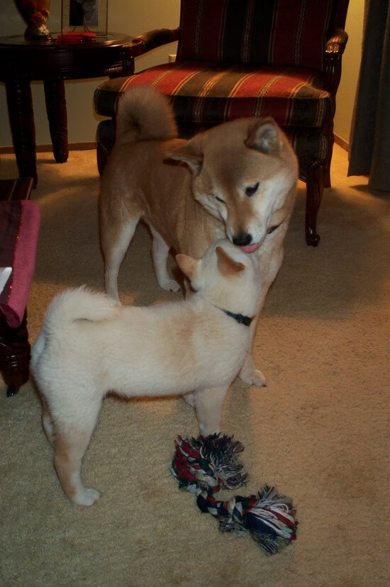 皮克时代，当牙买加雷鬼闪电劈开新西兰橄榄球神话